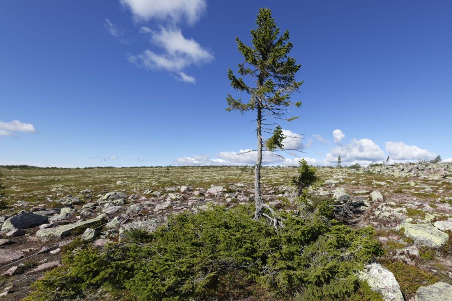Autorondreis Zweden van berg tot kust