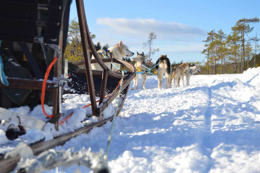 Excursie huskyfarm incl. huskysafari