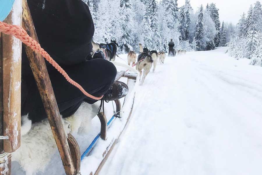 Excursie huskyfarm incl. huskysafari