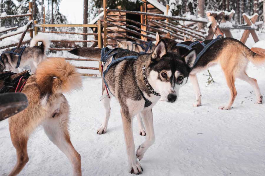 Excursie huskyfarm incl. huskysafari