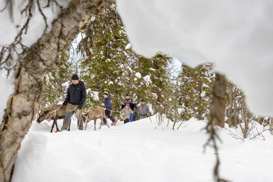 Sneeuwschoenwandeling met rendieren, Idre Fjäll