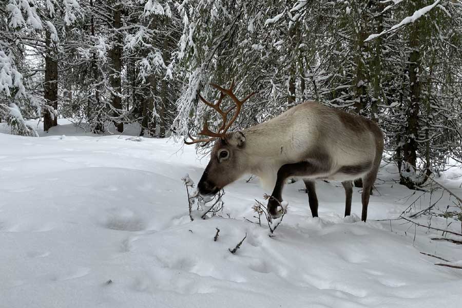 Sneeuwschoenwandeling met rendieren, Idre Fjäll