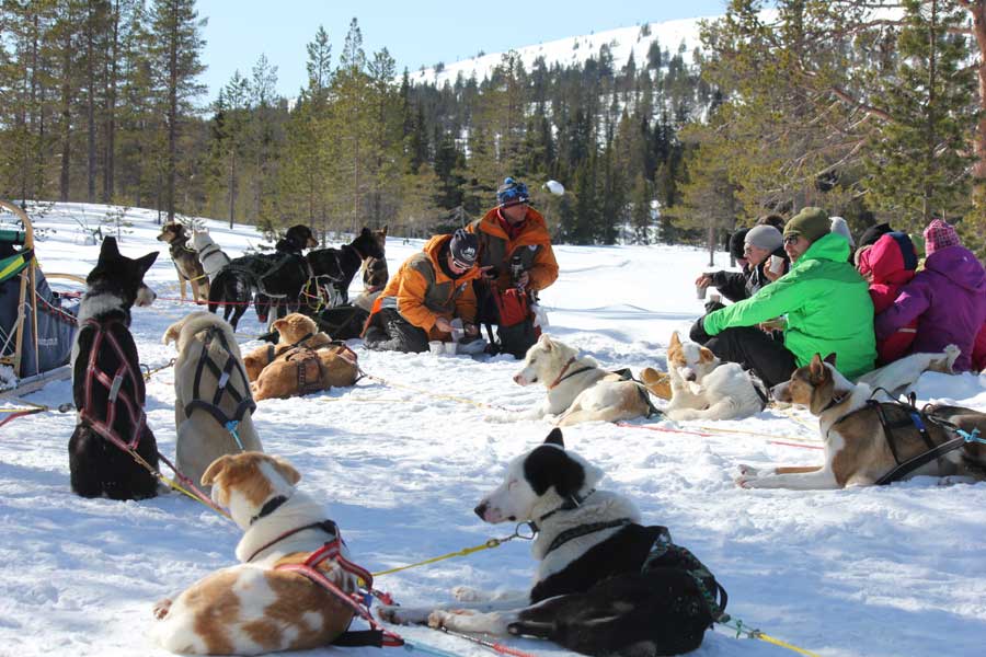 Huskysafari inclusief fika in Tandadalen Salen, Zweden