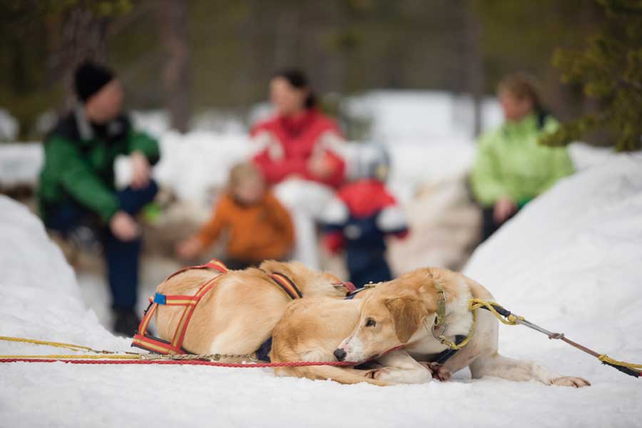 Huskysafari inclusief fika in Tandadalen Salen, Zweden