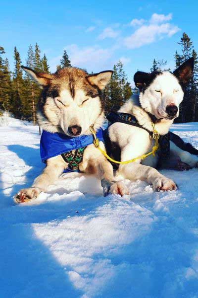 Huskysafari inclusief fika in Tandadalen Salen, Zweden