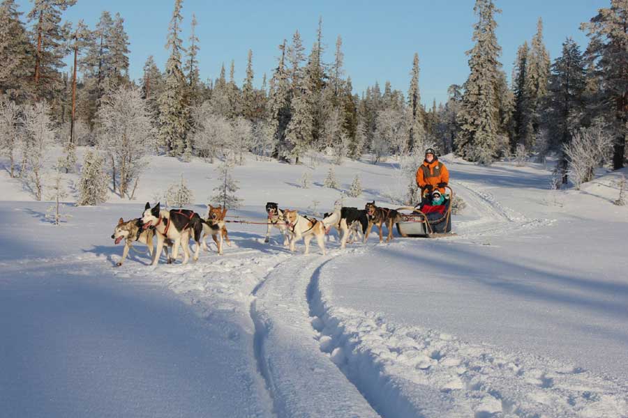 Huskysafari's in Sälen en Trysil tijdens een fantastische skivakantie