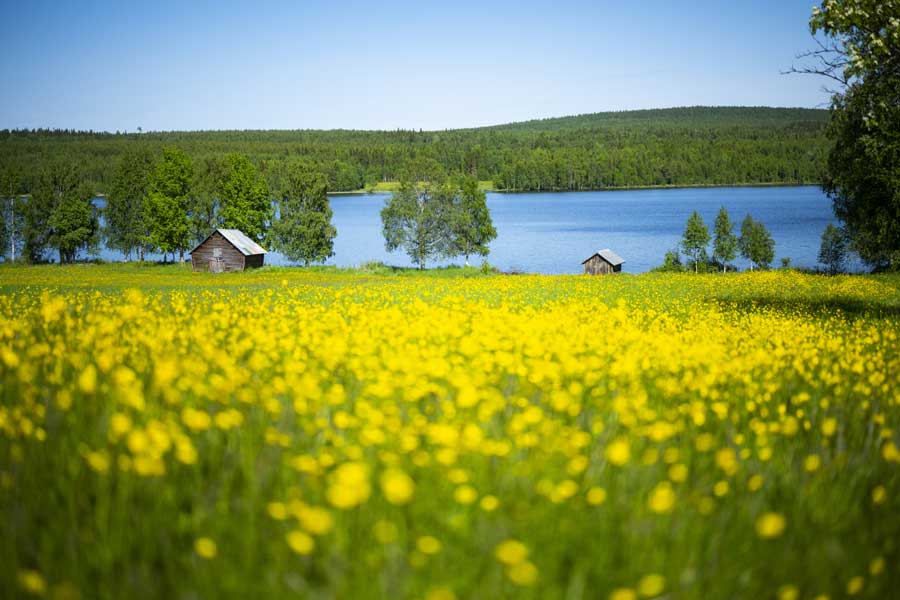 Gele bloemen in veld Övertorneå