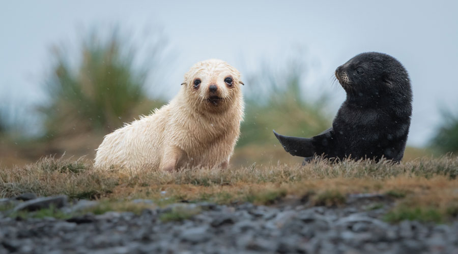 Zeehondenpups bij Grytviken op South Georgia