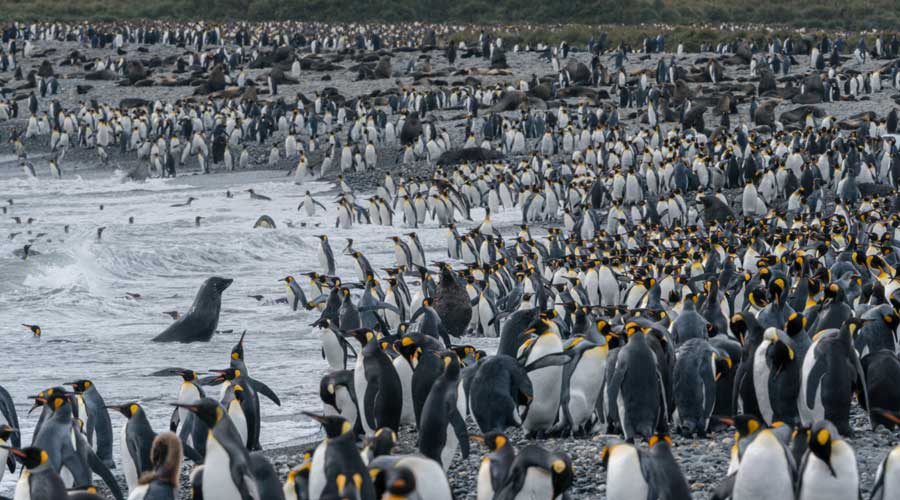 Drukte van belang Salisbury Plains op South Georgia