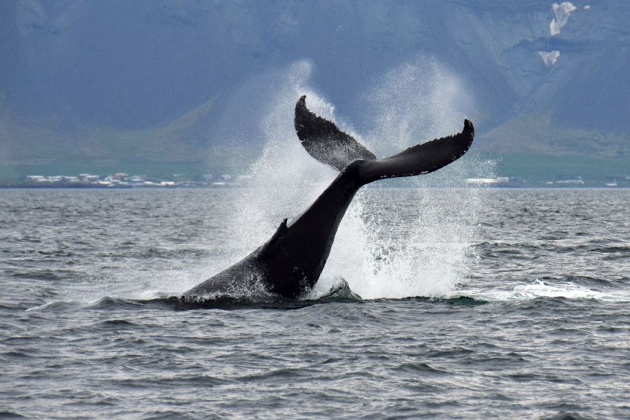 Whale Watching Reykjavik IJsland