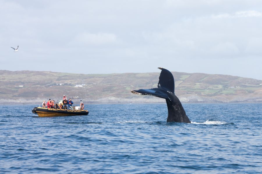 Whale watching aan de zuidwestkust van Ierland