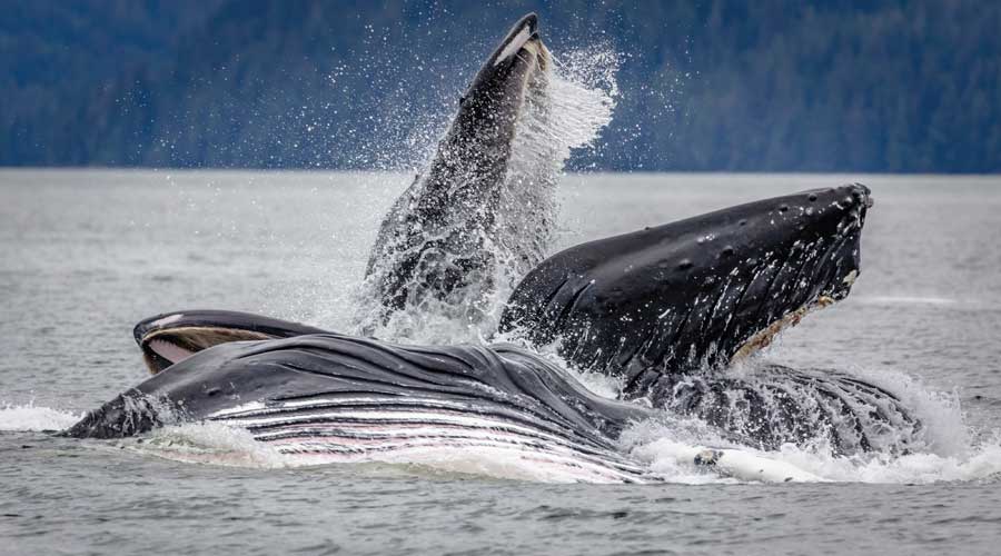 Bultruggen bij Wrangell in het Tongass Nt Forest, Alaska