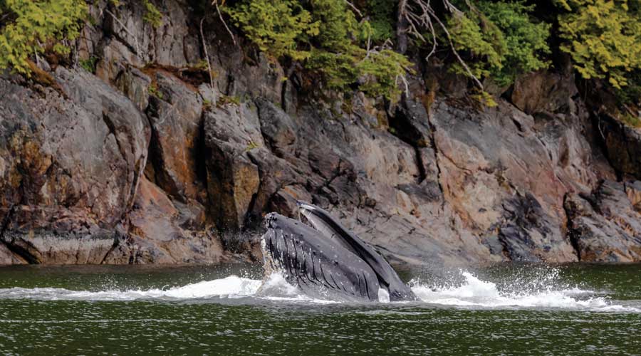 Bultrugwalvis van dichtbij in Wrangell, Alaska Bultrugwalvis van dichtbij in Wrangell, Alaska