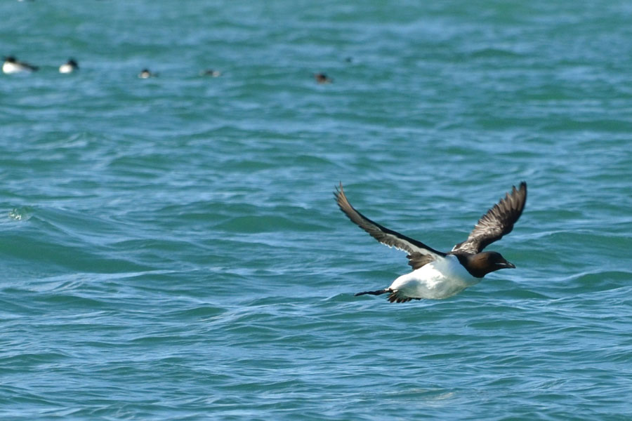 Guillemots bij Alkefjellet
