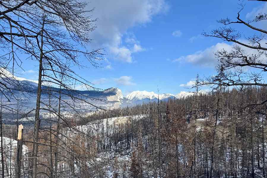 Uitzicht over Jasper National Park met verbrande bomen in de voorgrond
