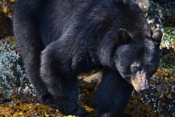 Canada excursie Coastal Bear Watch Tofino Sunshine Coast