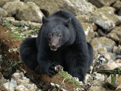 Canada excursie Coastal Bear Watch Tofino Sunshine Coast