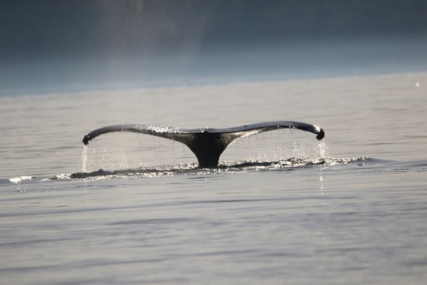 Canada excursie Whale Watch Tofino Sunshine Coast