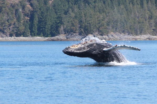 Canada excursie Whale Watch Tofino Sunshine Coast