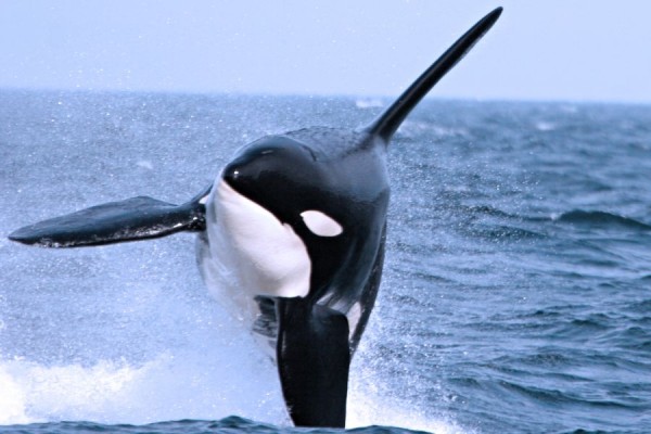 Canada excursie Orcas & Whales Victoria Sunshine Coast