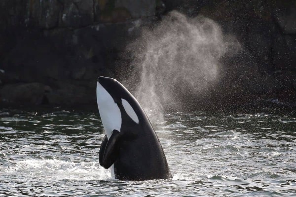 Canada excursie Orcas & Whales Victoria Sunshine Coast