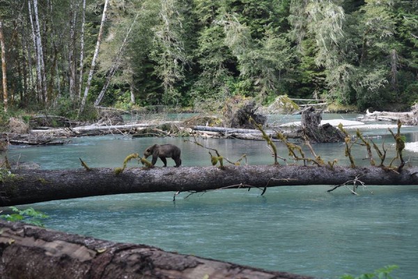 Canada excursie Grizzly Bear Tour Campbell River