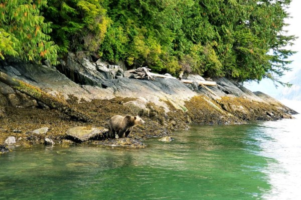 Telegraph Cove Vancouver Island, grizzlies en orkas