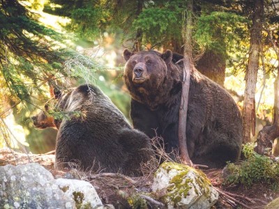 Twee grizzly beren in de wildernis van Canada.