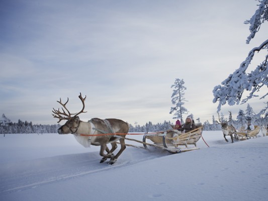 Rendier tocht in Lapland Levi