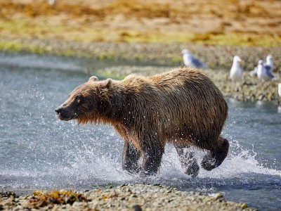 Bruine beren spotten bij Kodiak 
