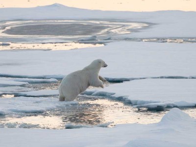 IJsberen spotten bij Smeerenburg - Hurtigruten expeditie reis 