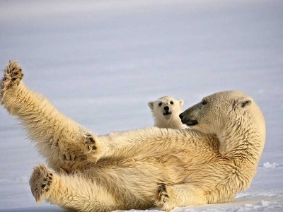 IJsberen spotten tijdens een Hurtigruten expeditie reis 