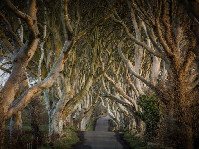 The Dark Hedges - The Kingsroad autorondreis Ierland Game of Thrones