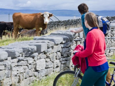 Twee fietsers in Connemara kijkend naar een koe
