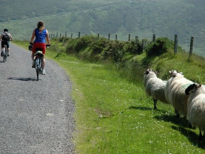 Twee fietsers fietsen langs drie schapen die langs de zijkant van de weg staan