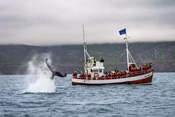 Whale Watching Dalvik
