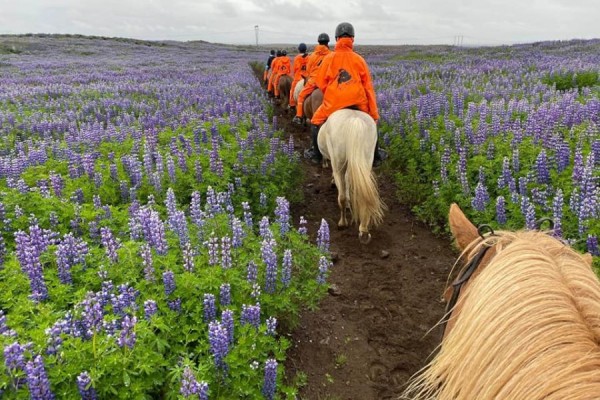 Paardrijden vanuit Hveragerdi