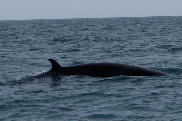 Whale Watching Holmavik Westfjords