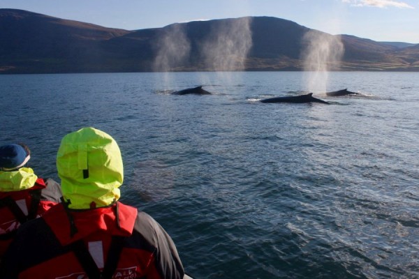 Whale Watching vanuit Akureyri