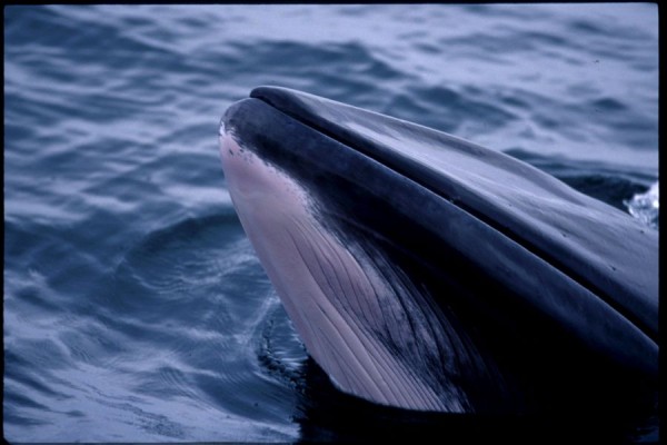 Whale Watching vanuit Akureyri