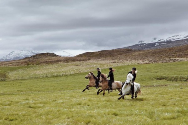 Paardrijden vanuit Akureyri