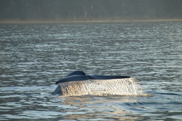 Whale Watchting Rib Boat Husavik