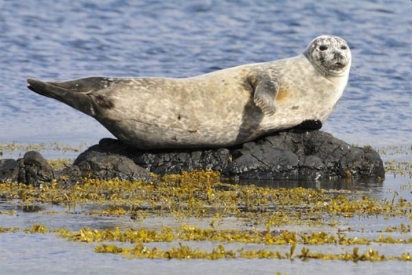 Seal Watching Boottocht Hvammstangi