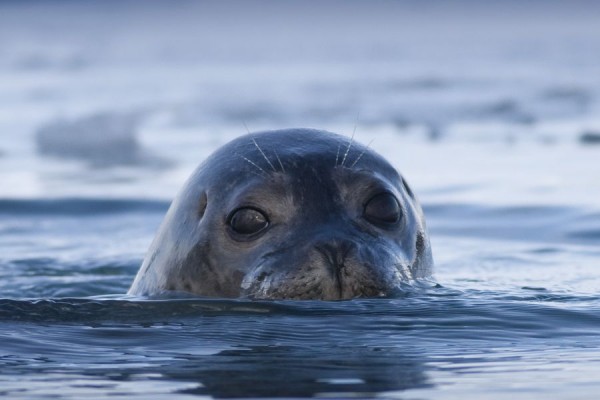 Seal Watching Boottocht Hvammstangi