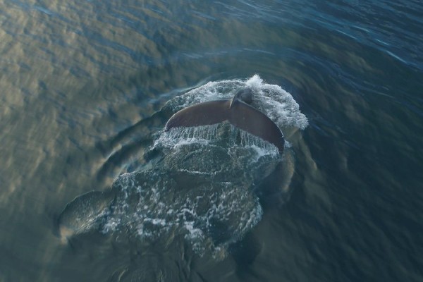 Walvissen en dolfijnen boottocht