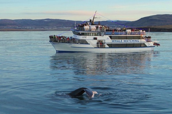 Walvissen en dolfijnen boottocht