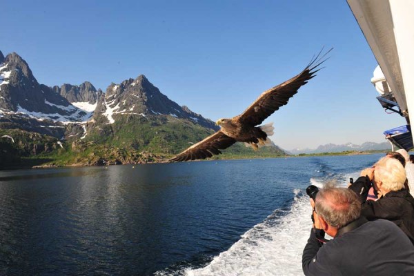 Hurtigruten excursie Zeearendsafari Trollfjord met BBI Travel