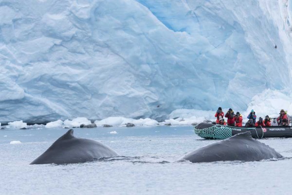 Whale watching Hurtigruten Antarctica 