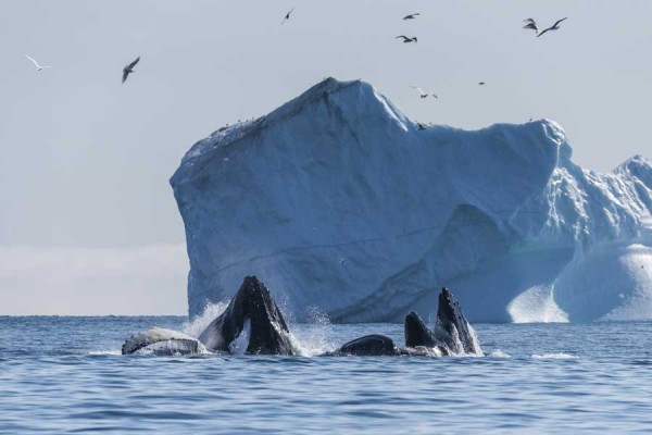 Walvissen spotten in Groenland 