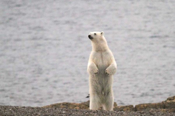 IJsberen spotten tijden een Hurtigruten Spitsbergen expeditie reis 